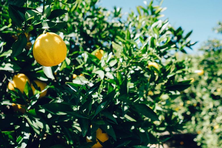 limonene terpene naturale