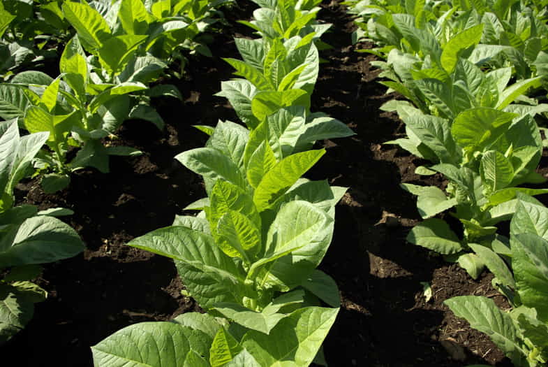 I liquidi al tabacco cercano di riprodurre il gusto peculiare di ciascuna delle varietà della pianta