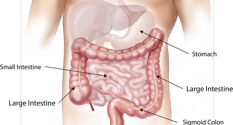 Tavola anatomica che raffigura l'apparato digerente