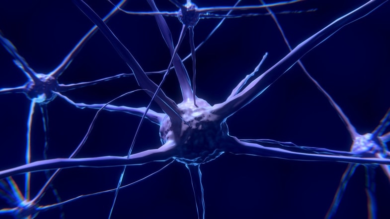 Neurone e sinapsi | Terpy