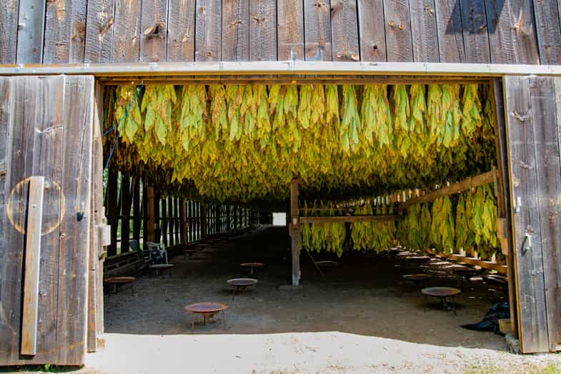 Foglie di tabacco appese in un fienile | Terpy